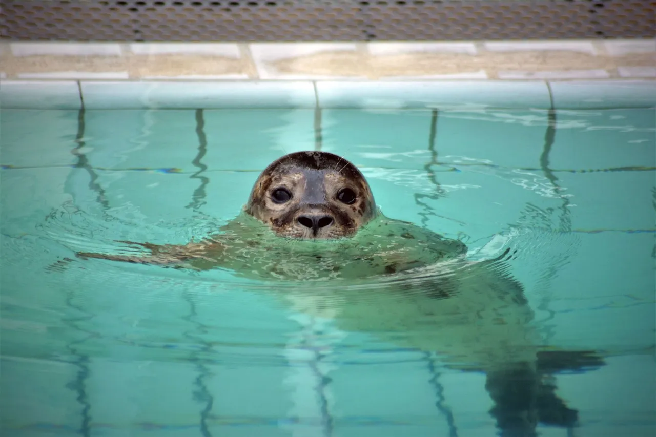 seal-gd430ee9e9_1920.jpg