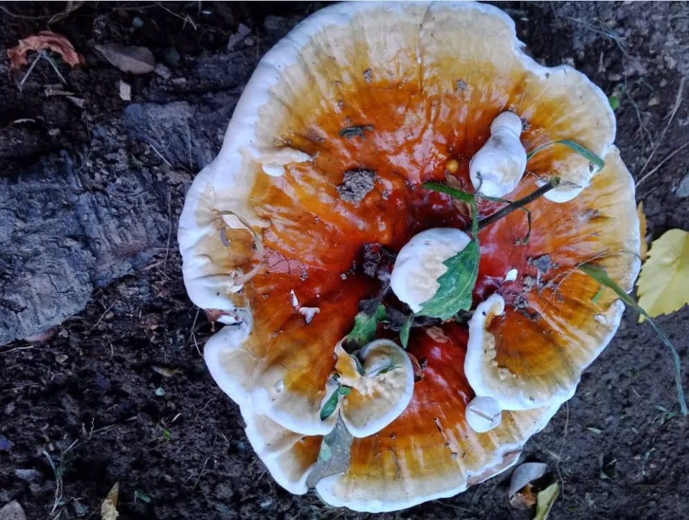 otro fungi.png