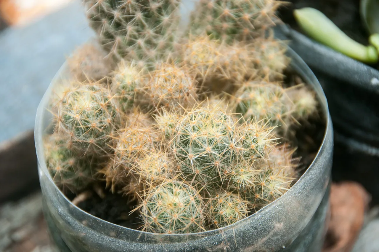 DSC_9583.jpg
