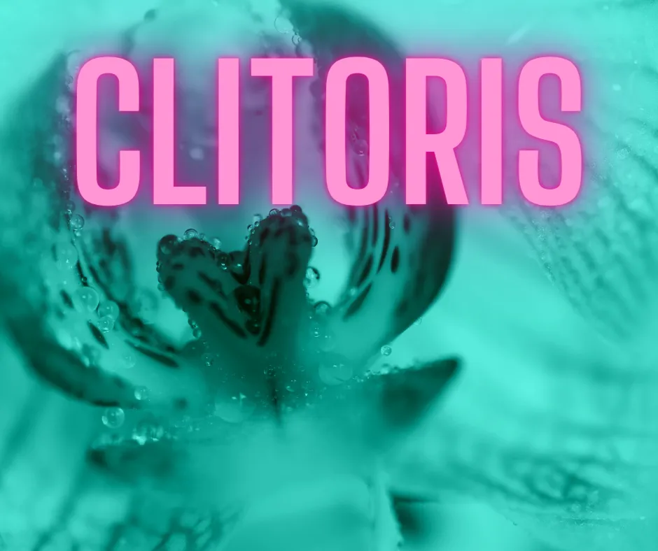 clitoris.png