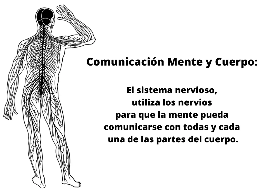 Comunicacion-Mente-y-Cuerpo-El-sistema-nervioso-utiliza-los-nervios-para-que-la-mente-pueda-comunicarse-con-todas-y-cada-una-de-las-partes-del-cuerpo-1.png