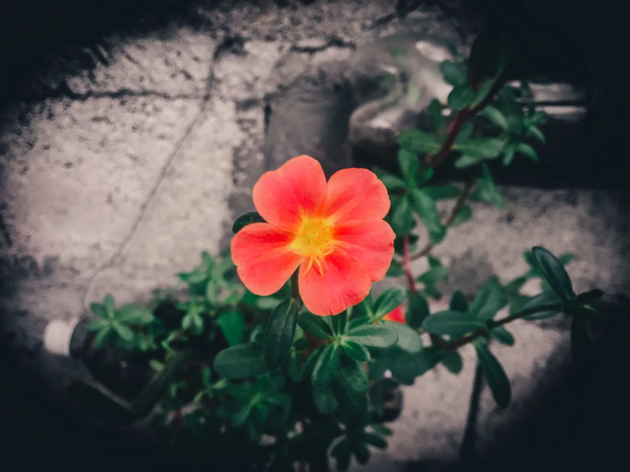 IMG_3096.jpeg