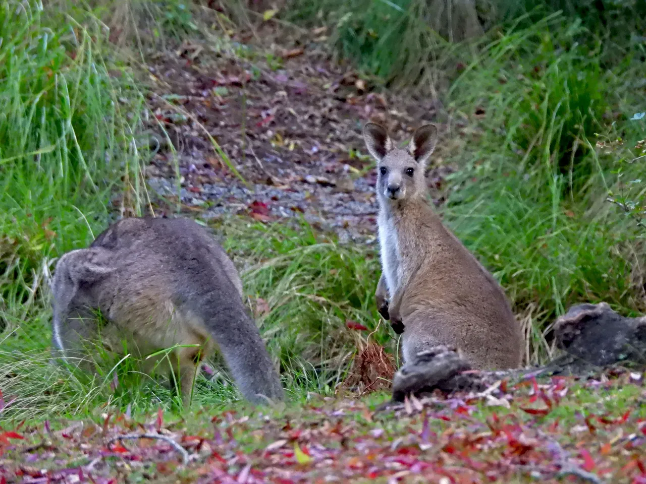 kangaroo1.png