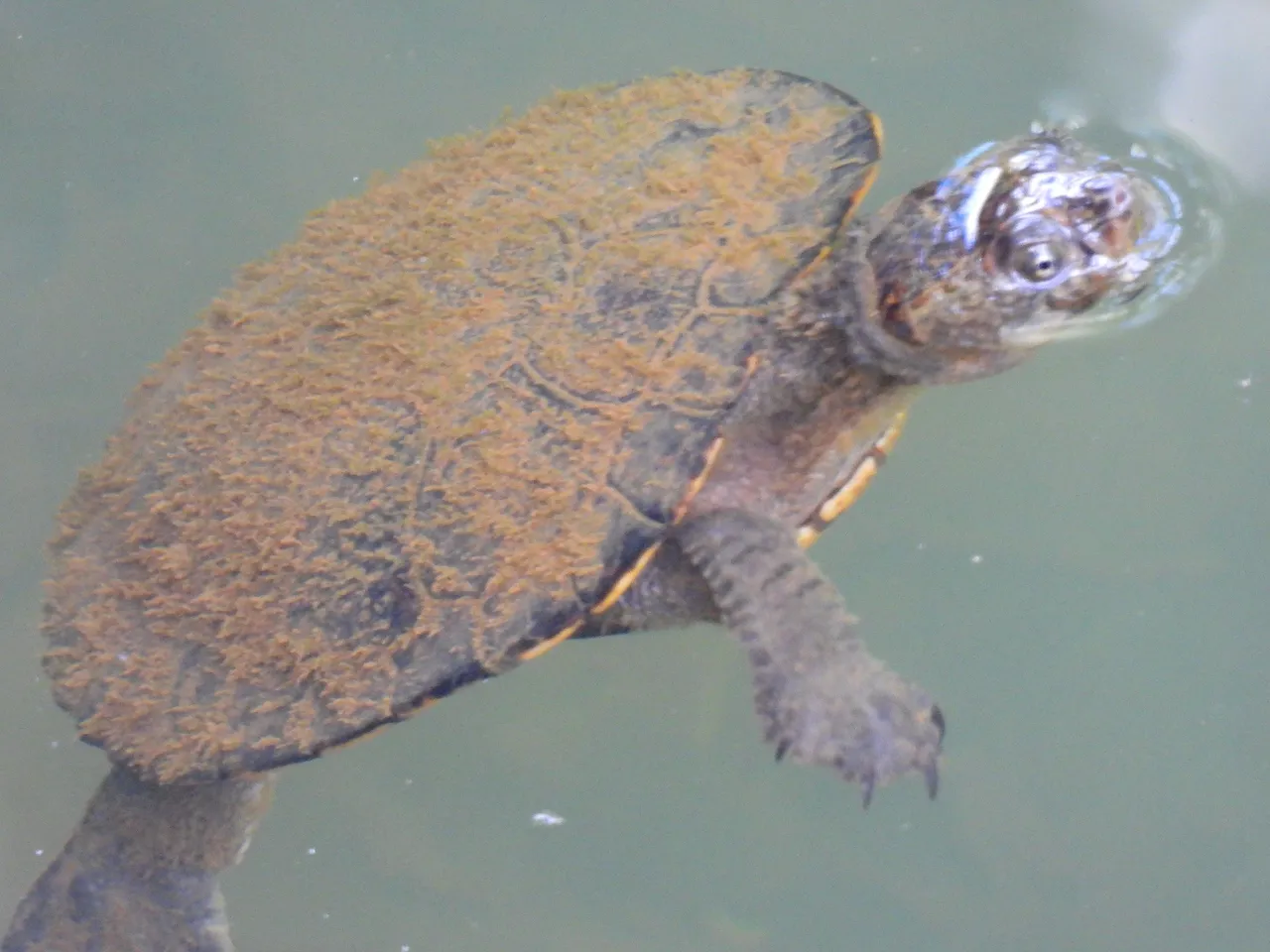 tortoise.JPG