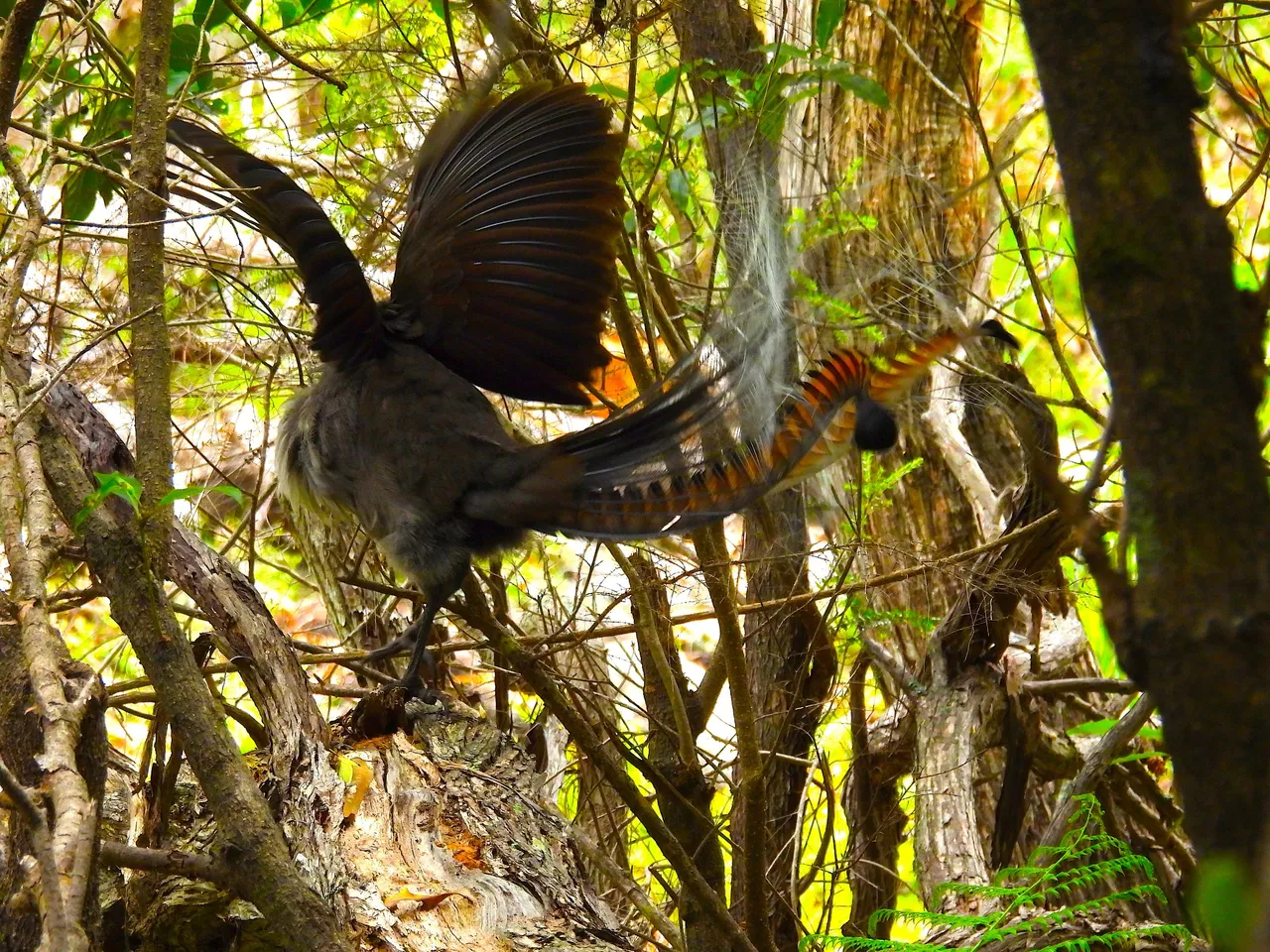 LYRE BIRD 7.JPG