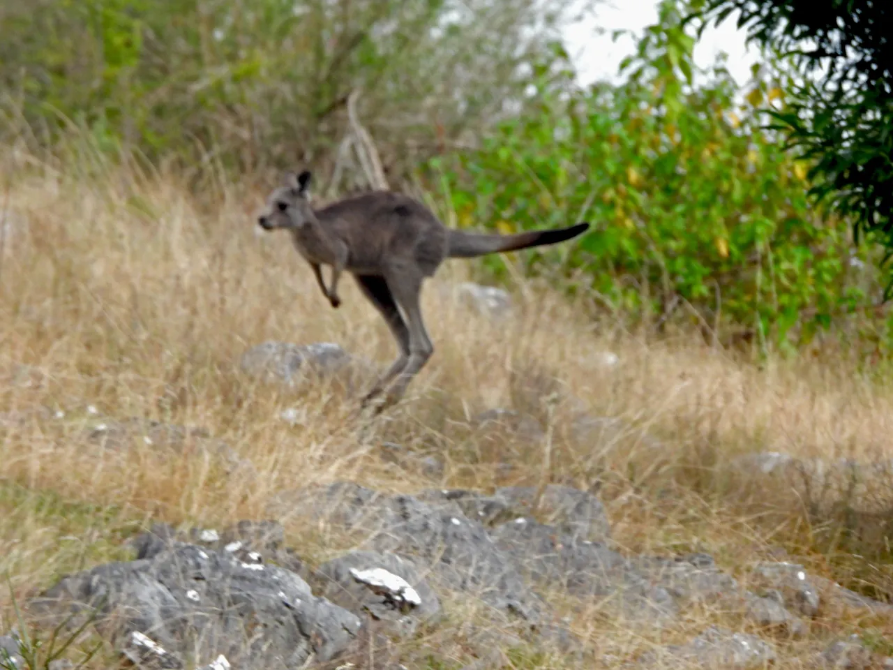 KANGAROO JUMP 1.png