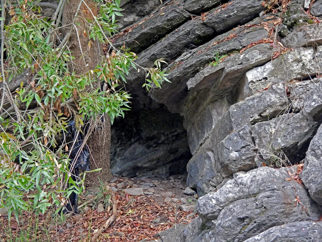 TREE CAVE OPENING.png