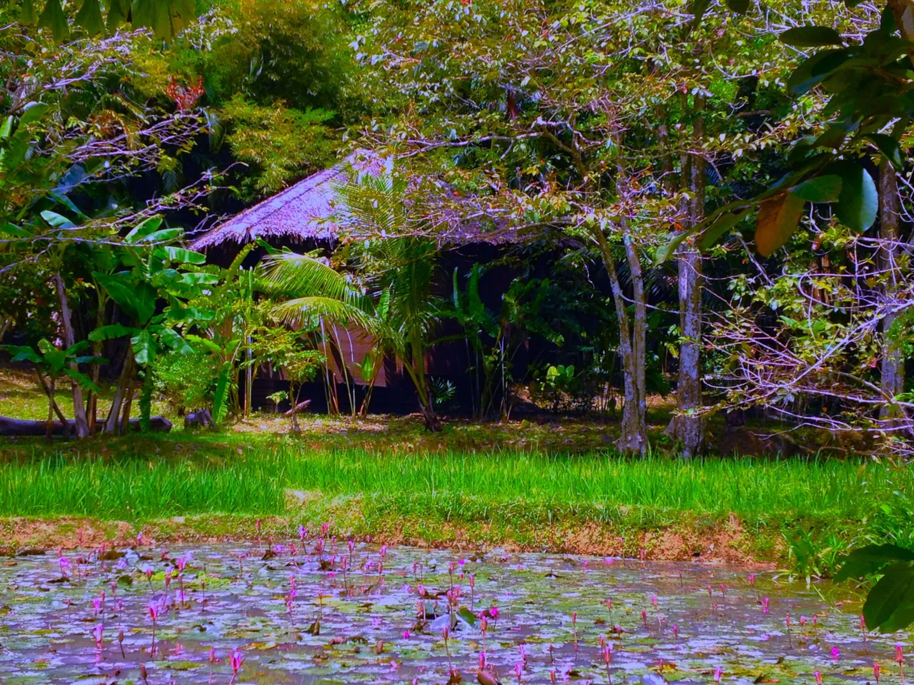 lillypad lake 3 at kyn.JPG