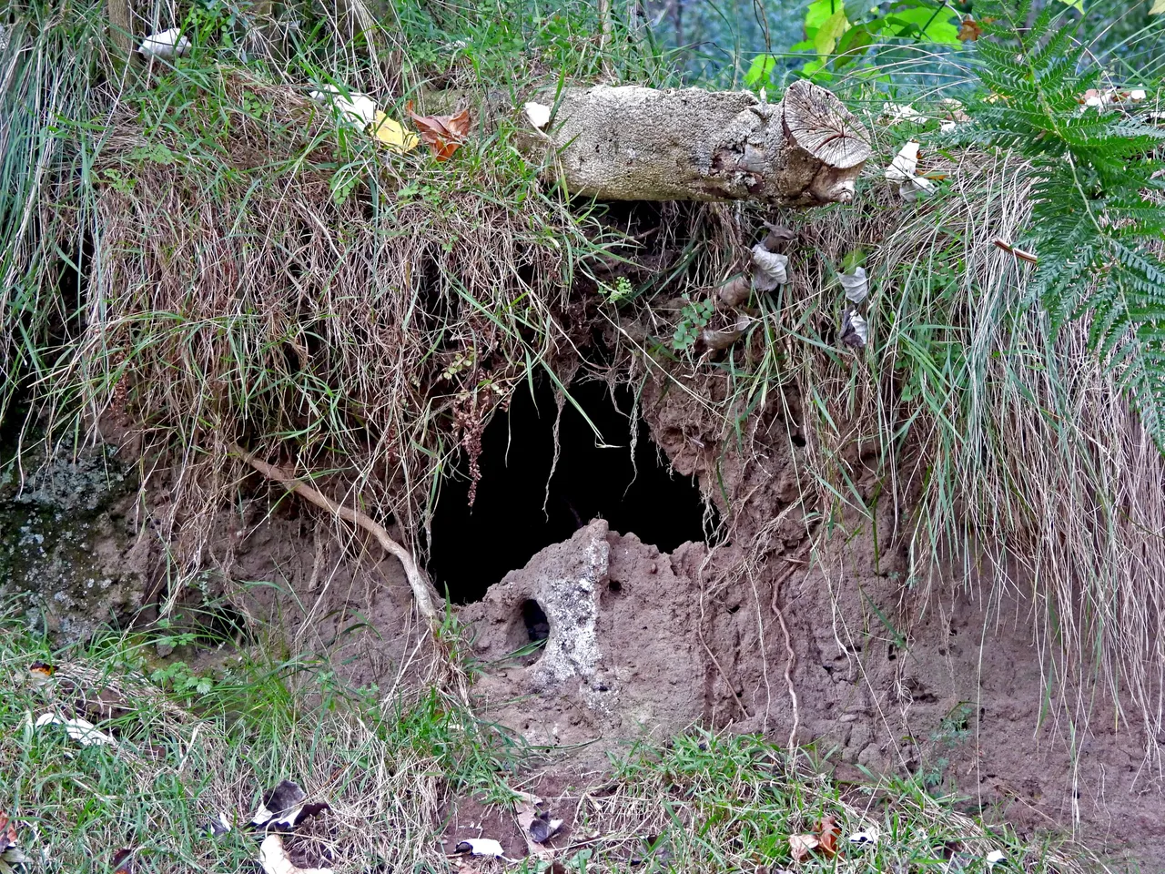CAVE DIRT-CU.png