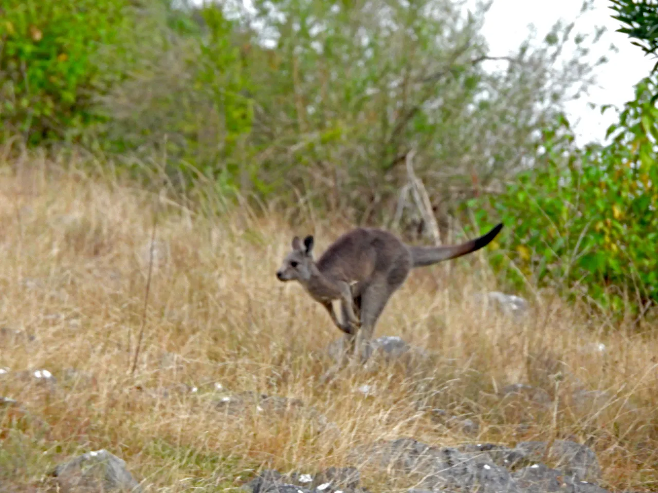 KANGAROO JUMP 2.png