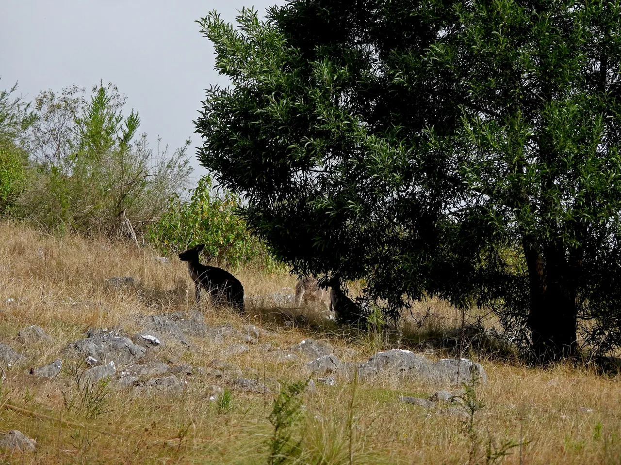 KANGAROOS HIDING.png