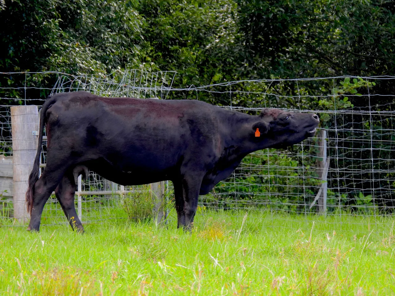 COW.JPG