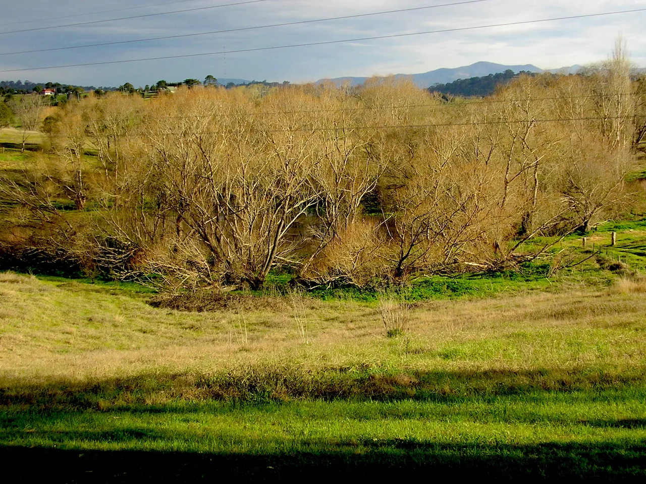 BACK PADD- GOLDEN TREE.JPG