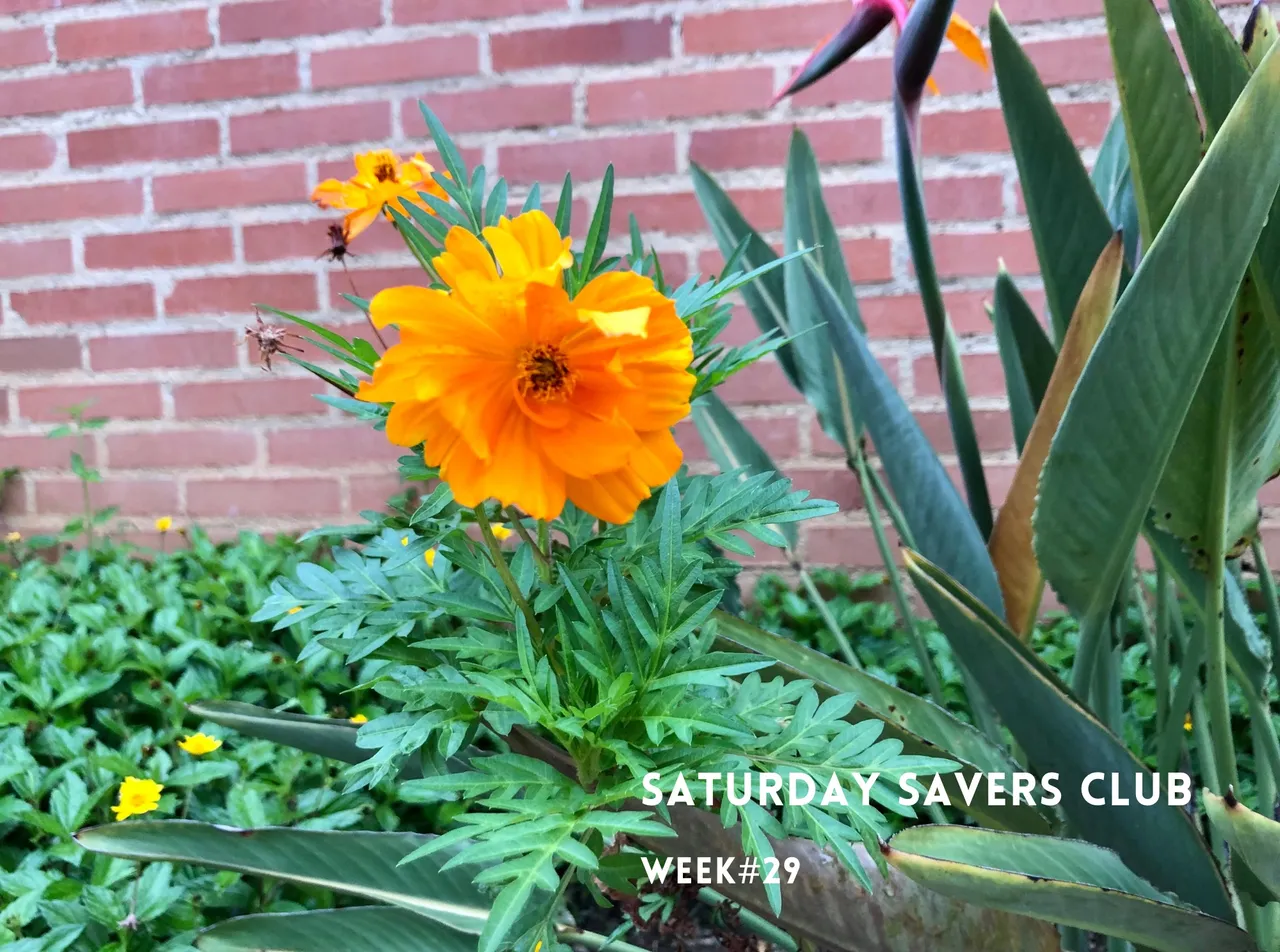 SSC_w29.jpg