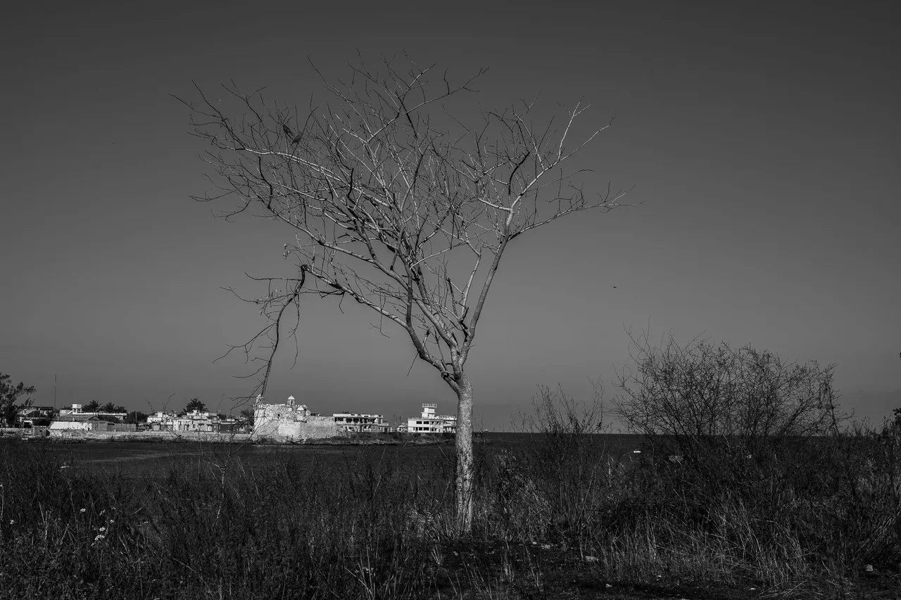 _MG_6774.jpg