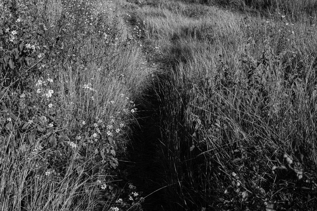 _MG_6781.jpg