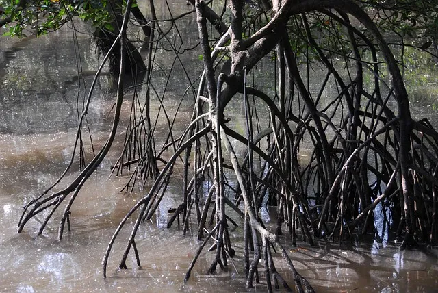 mangrove-701182_640.jpg
