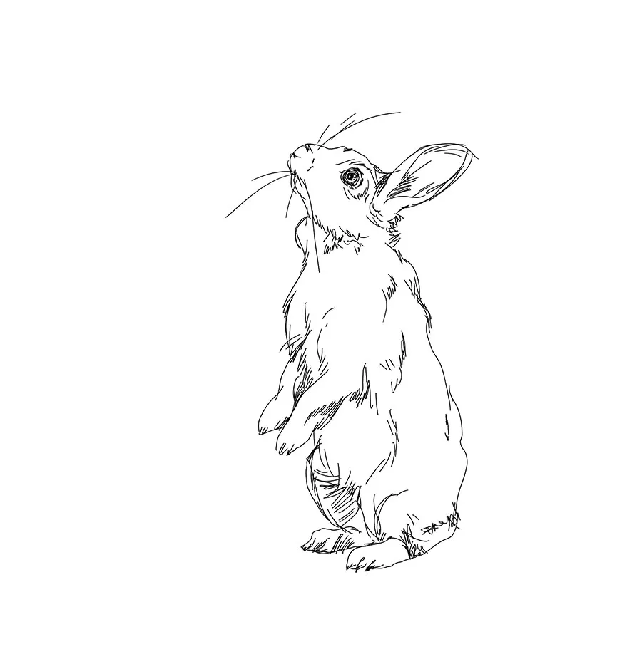 rabbitterrace1Sketch1.jpg
