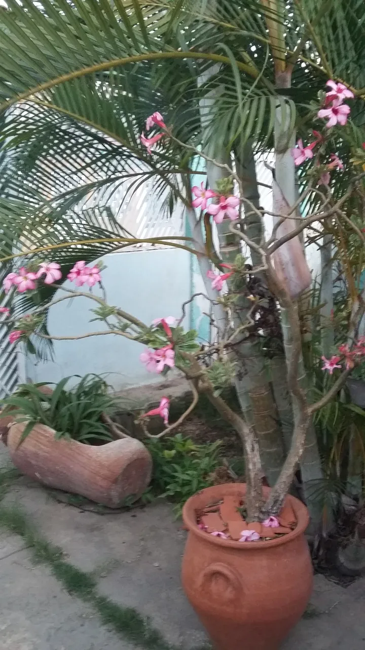 Flor del Desierto Rosada I.png