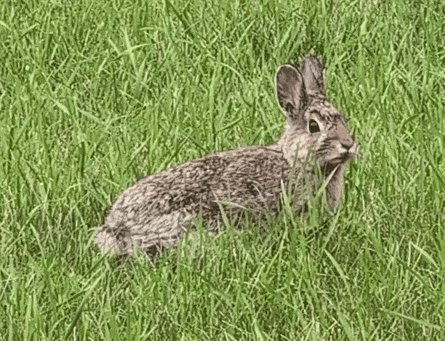 1000014320.gif