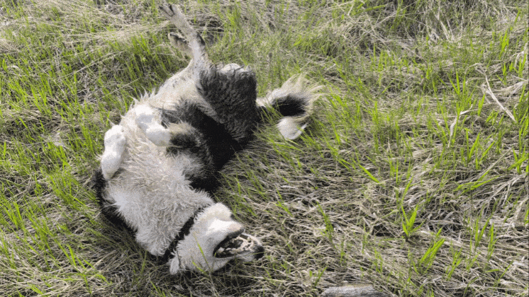 1000012231.gif