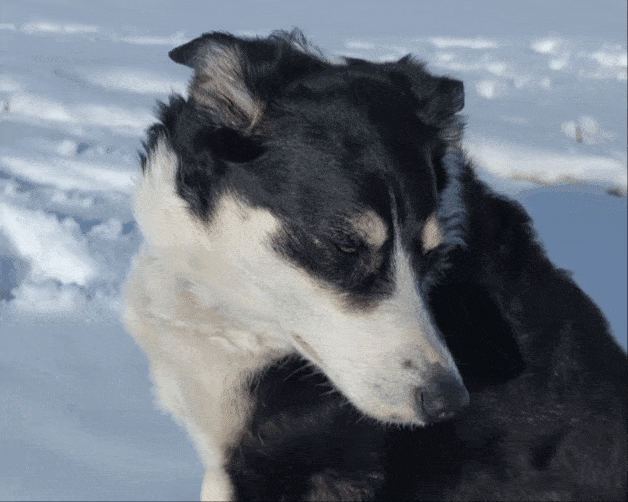 1000016093.gif