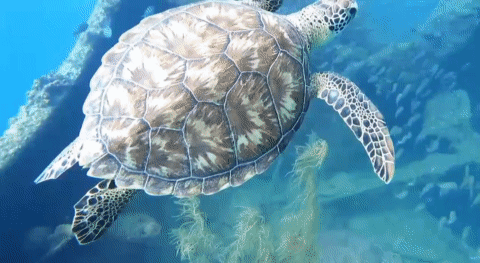 cf886dc4-9769-4c1d-b457-51e2a566c5e2.gif