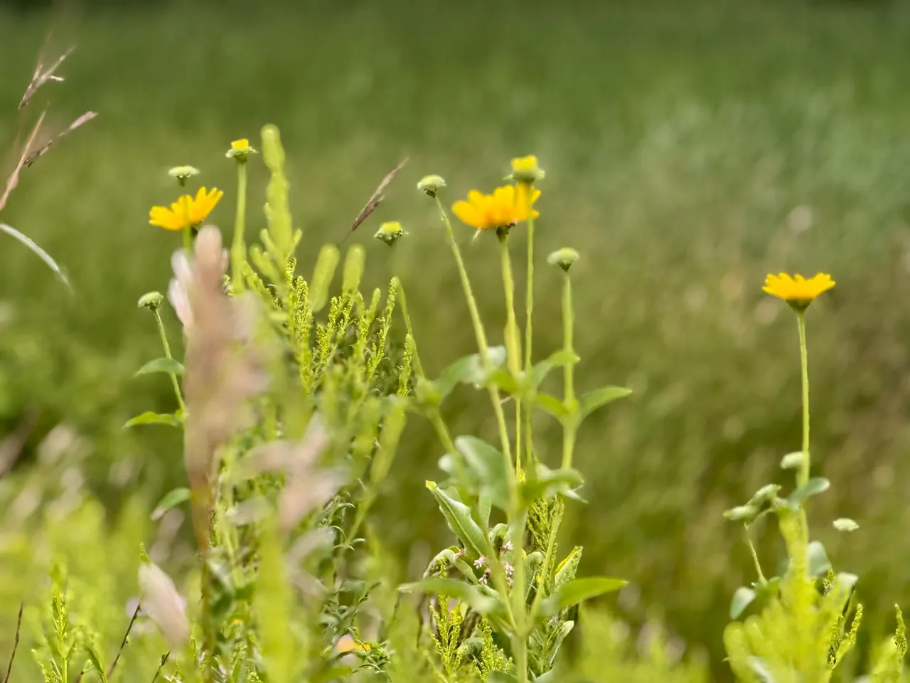 Flowers.jpg