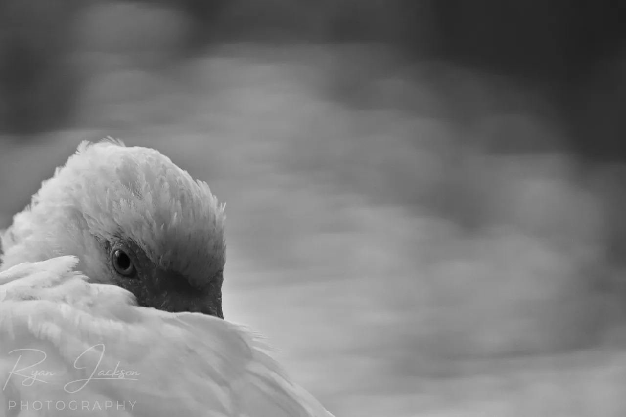 IMG_4020 2watermark.jpeg