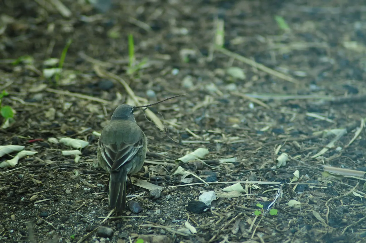 _DSC5984.JPG