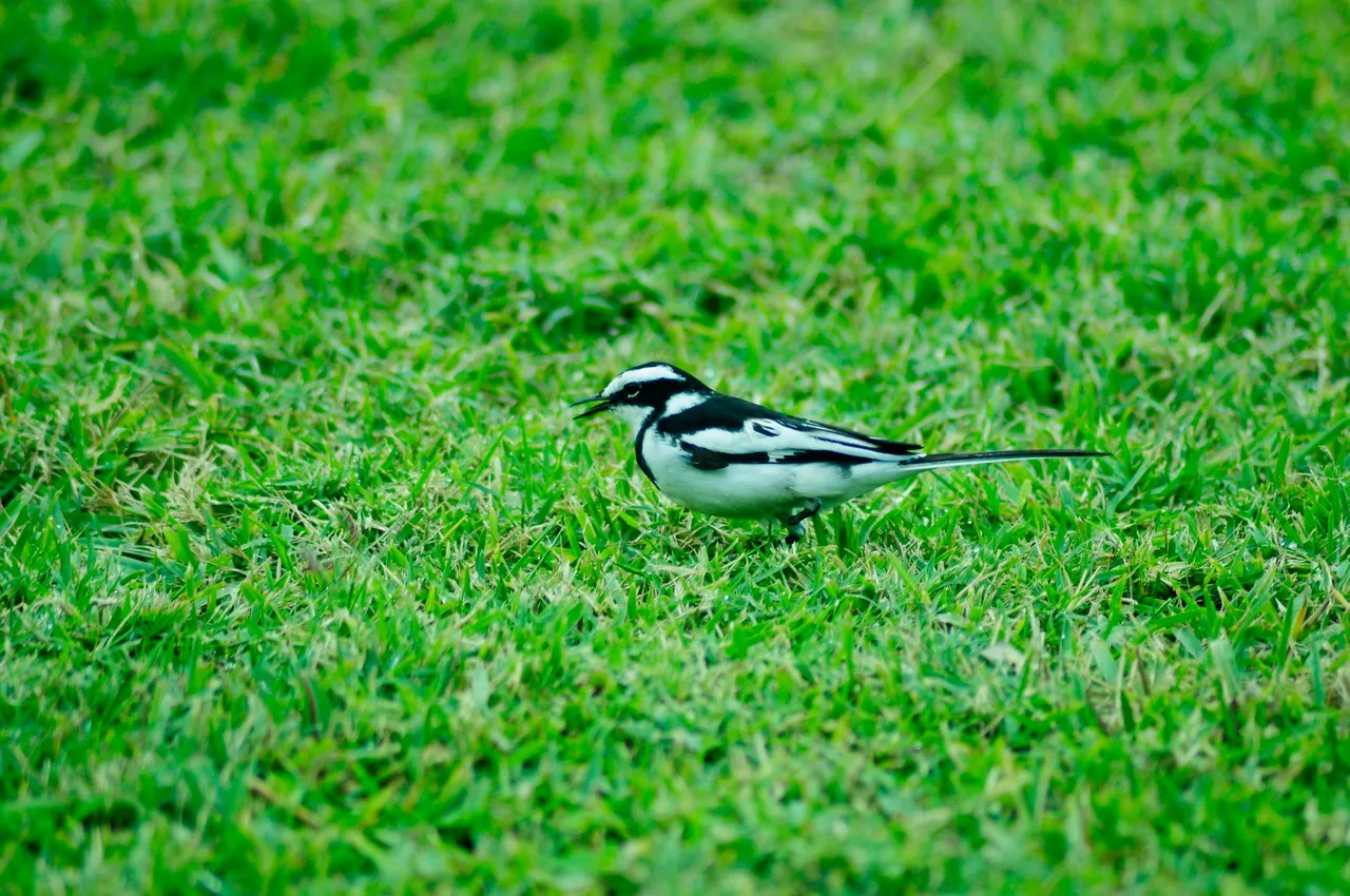 _DSC9789.JPG