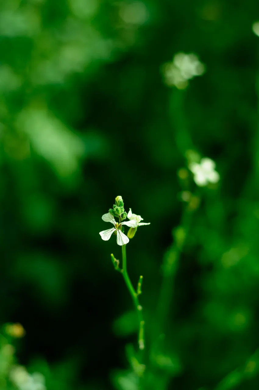 _DSC5564.JPG