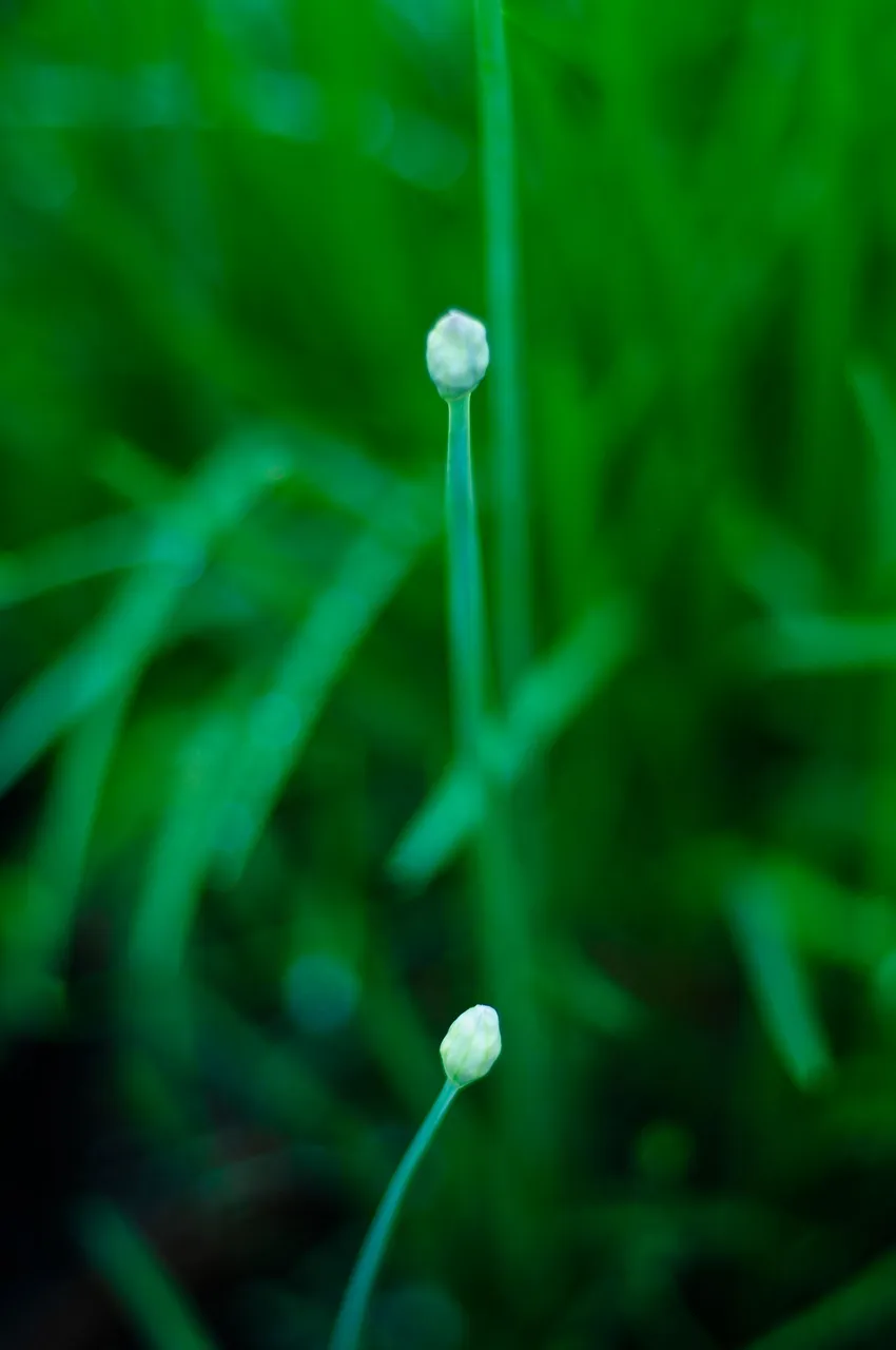 _DSC8874.JPG