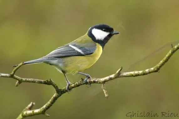 mésange charbonnière.jpg