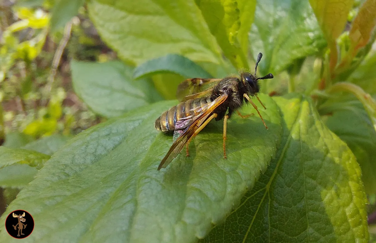 fly.jpg