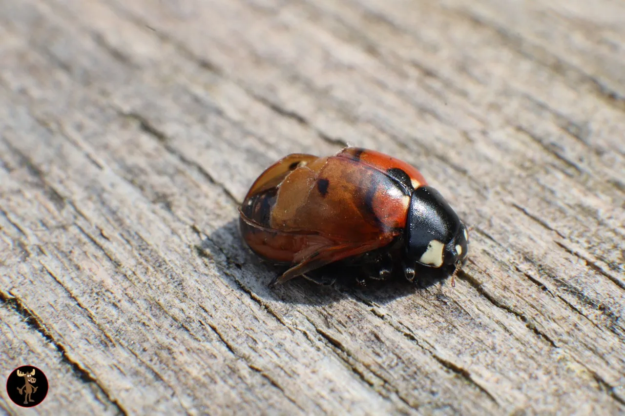 ladybug.jpg