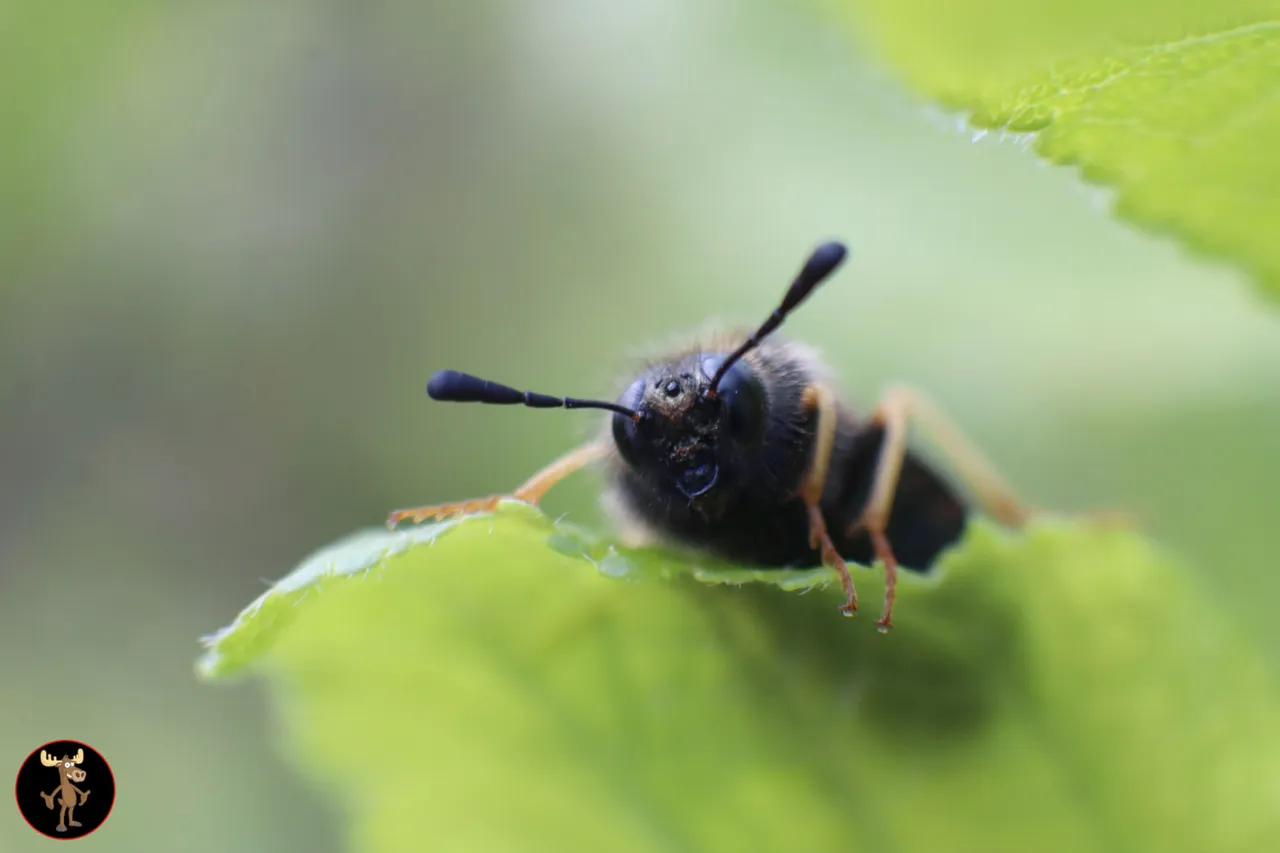 fly2.jpg