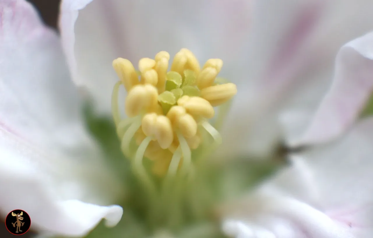 flower.jpg