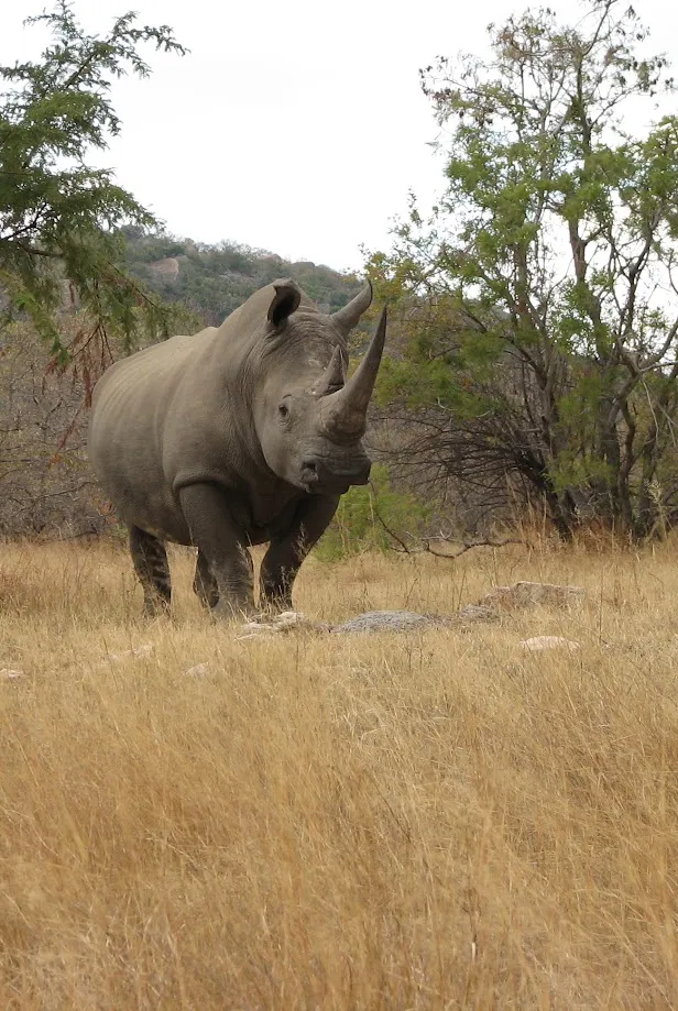 rhino.png