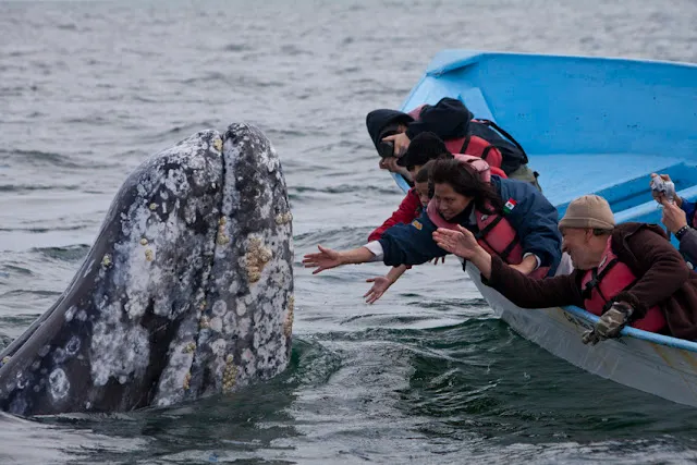 ballena1.jpg