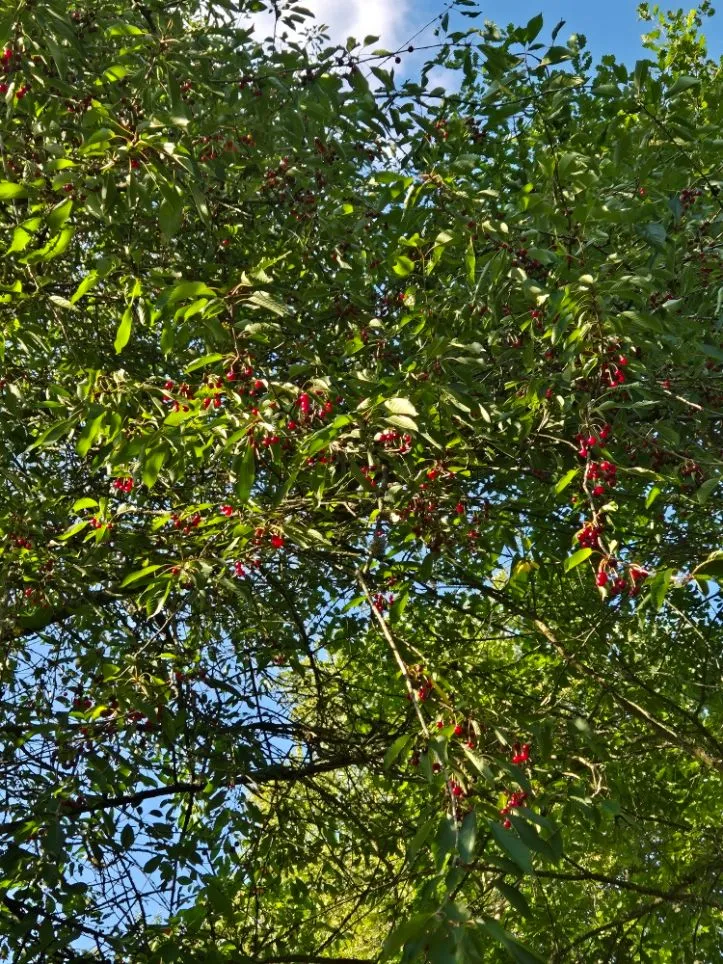 20250703_192307.jpg