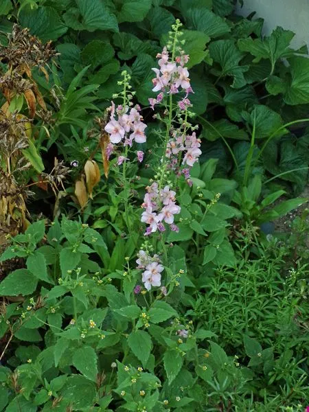 New West - verbascum crop August 2022.jpg