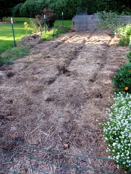 Small garden weeded crop August 2024.jpg