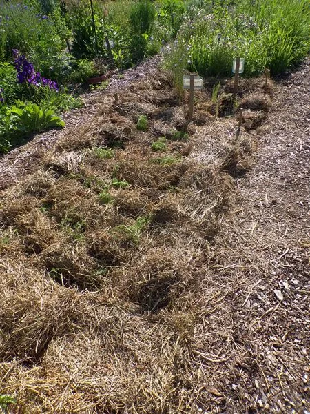 New Herb - Row 2, chamomile and blue flax planted crop June 2021.jpg