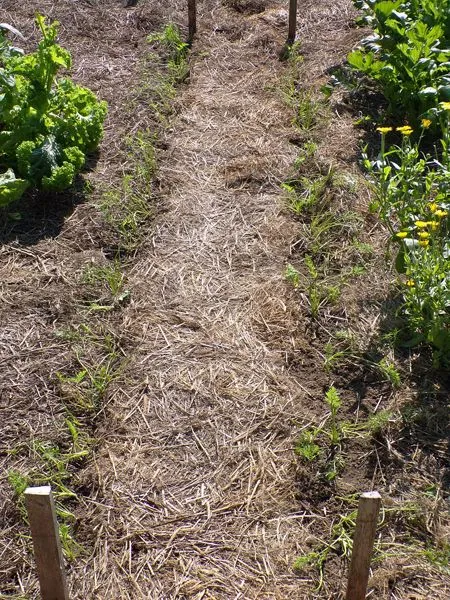 Big garden - carrots thinned and weeded crop July 2021.jpg