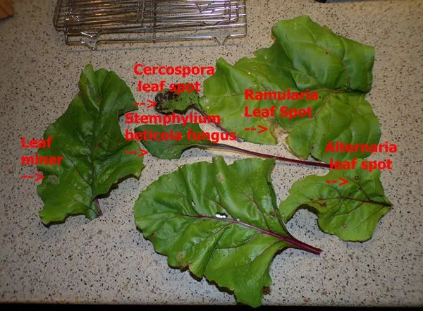 Beet greens - buggy1 text crop August 2022.jpg