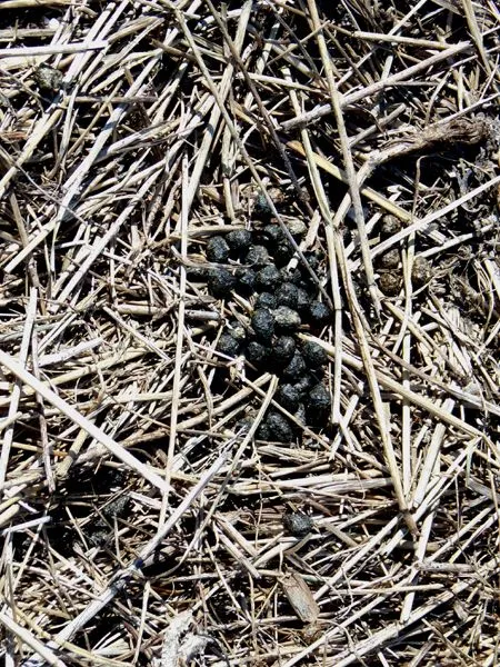 New Herb - rabbit poop crop March 2024.jpg