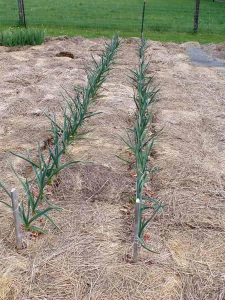 Big garden - south garlic crop April 2021.jpg