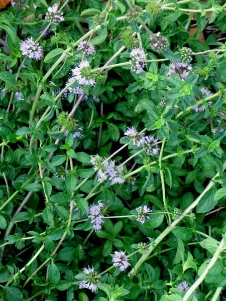 New Herb - Row 4, pennyroyal flowers2 crop August 2024.jpg