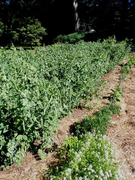 Small garden - green peas crop July 2024.jpg